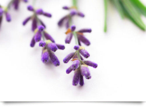 Lavender & Basil Soy Candle